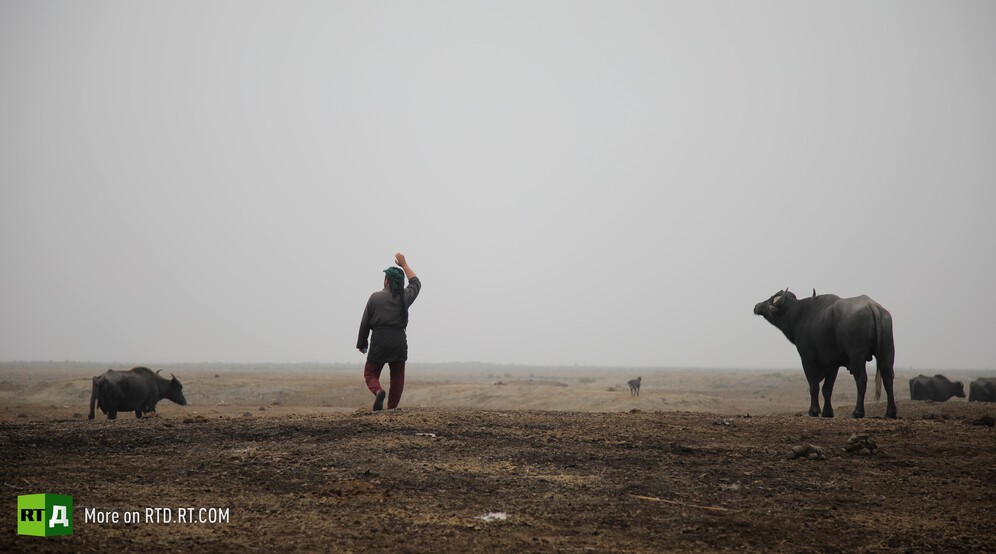 Water buffalo grazing in Iraq's marshland